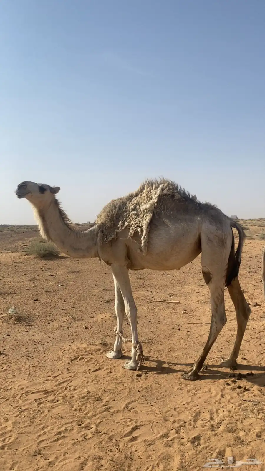 بكره باتليه شقحا حقه للبيع على جميع الشروط 1