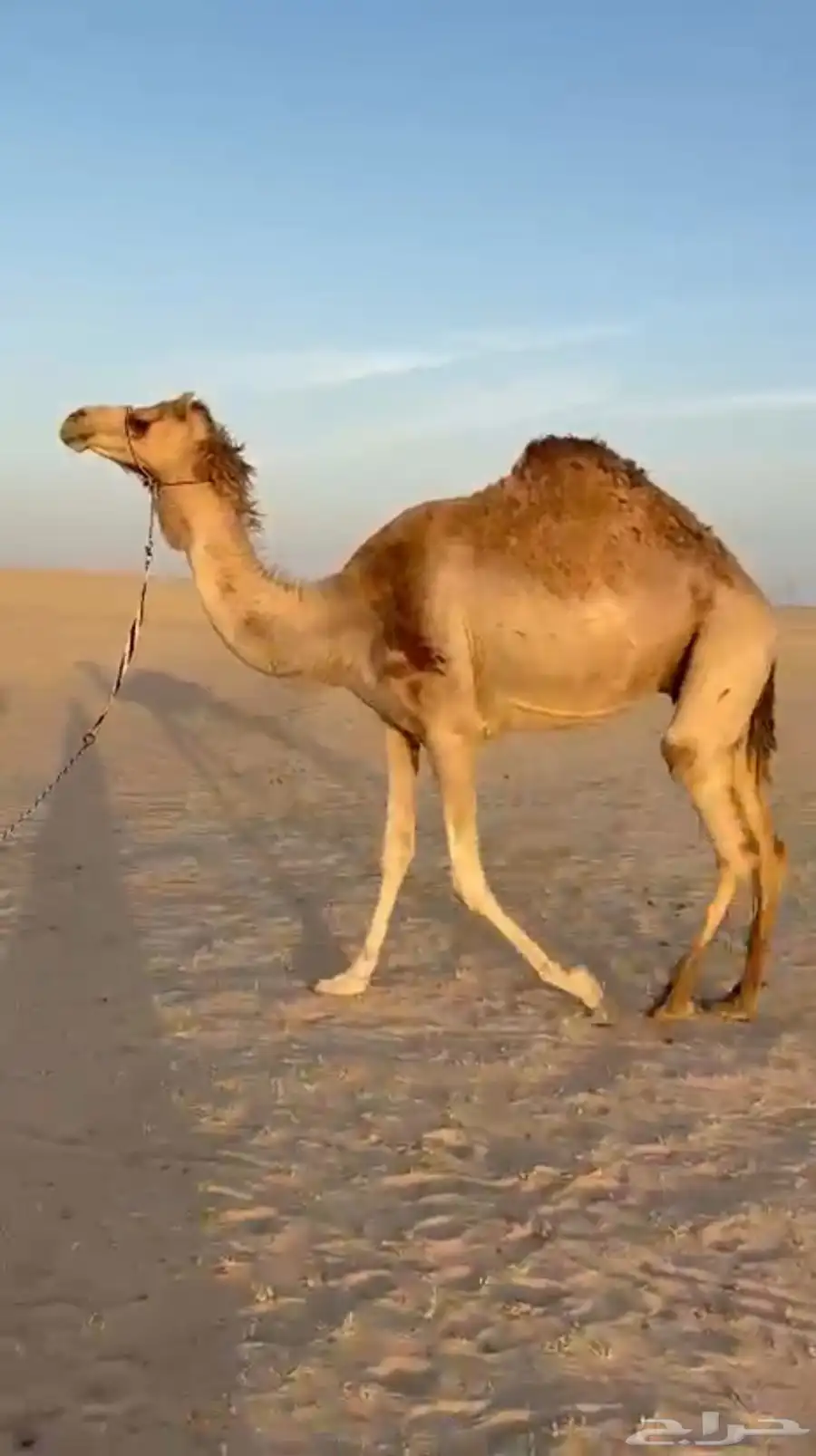 خفوت 0