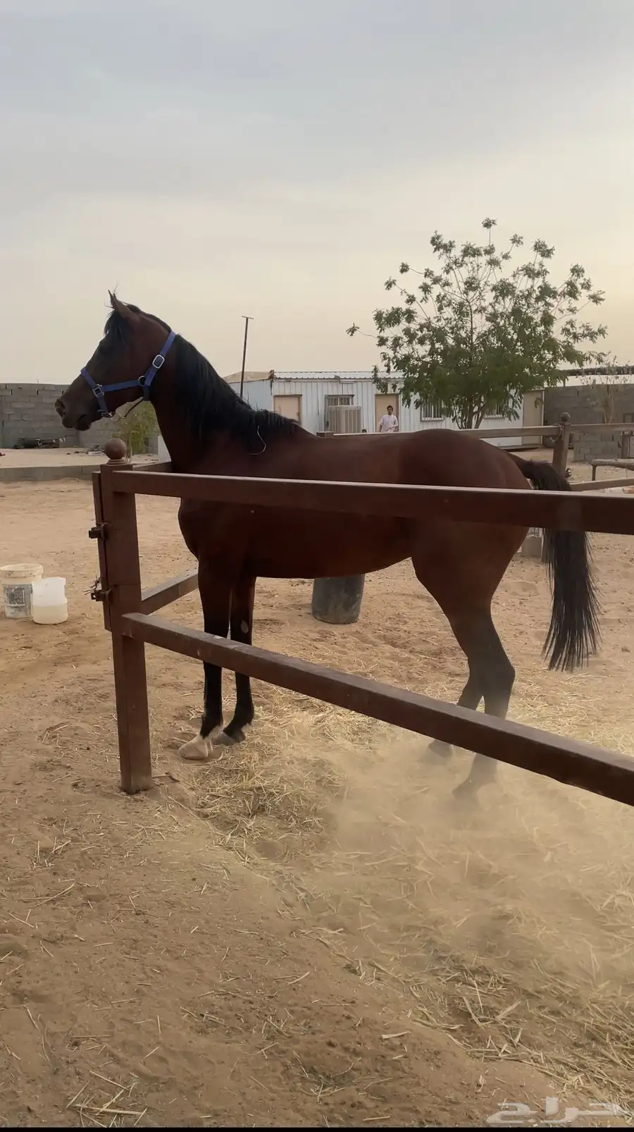 احصان 3