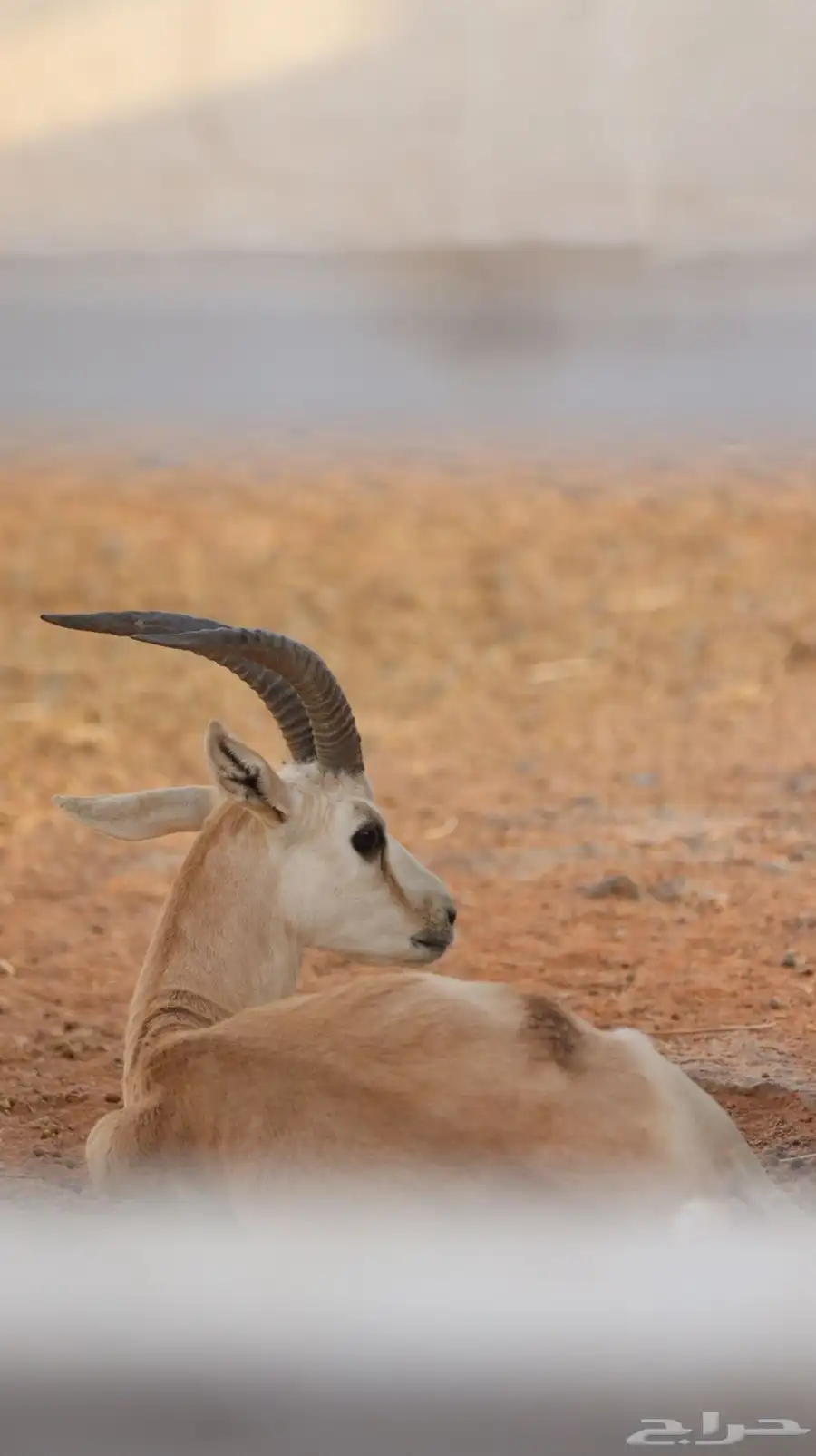 مصور 0