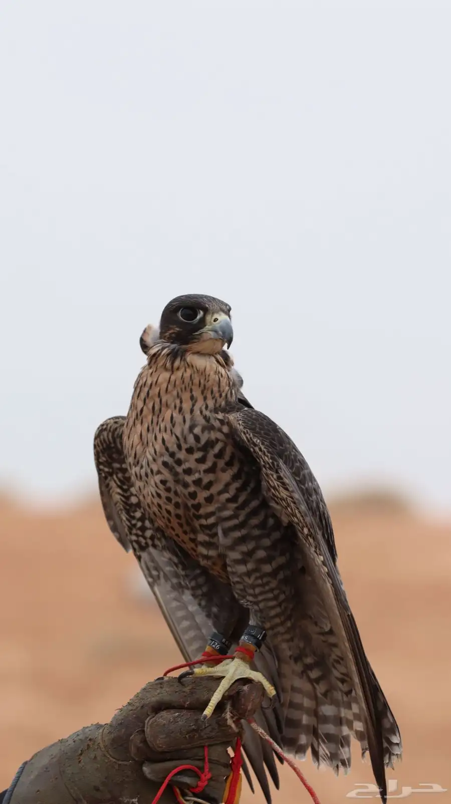 مصور 3