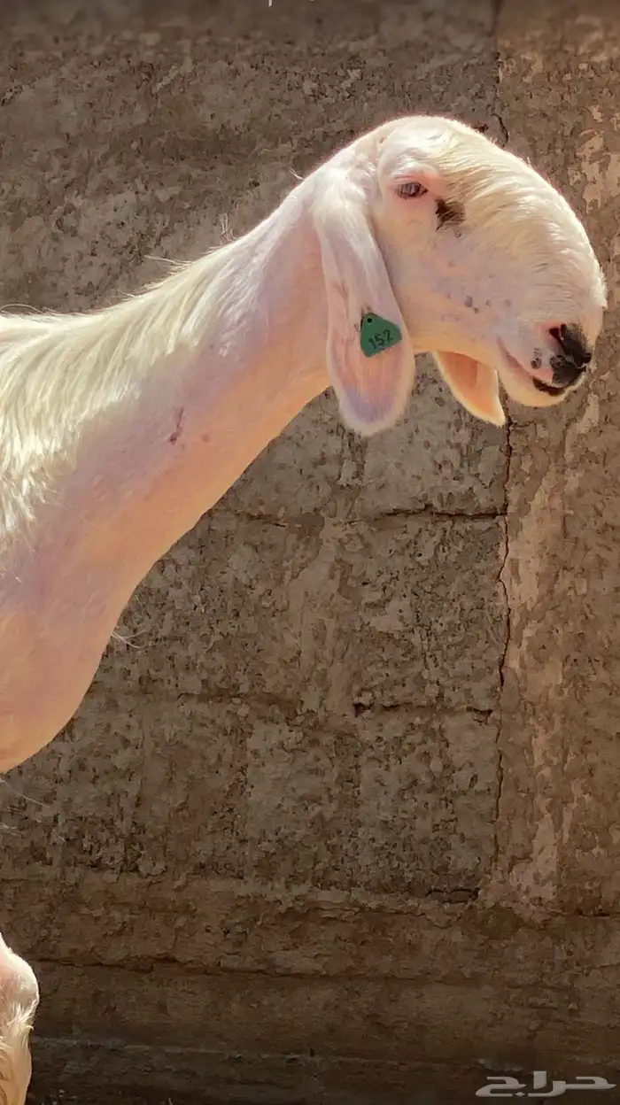 تم البيع تم البيع 1