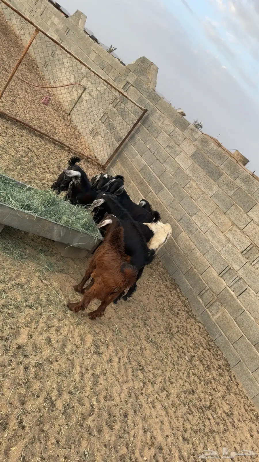 تيوس 1