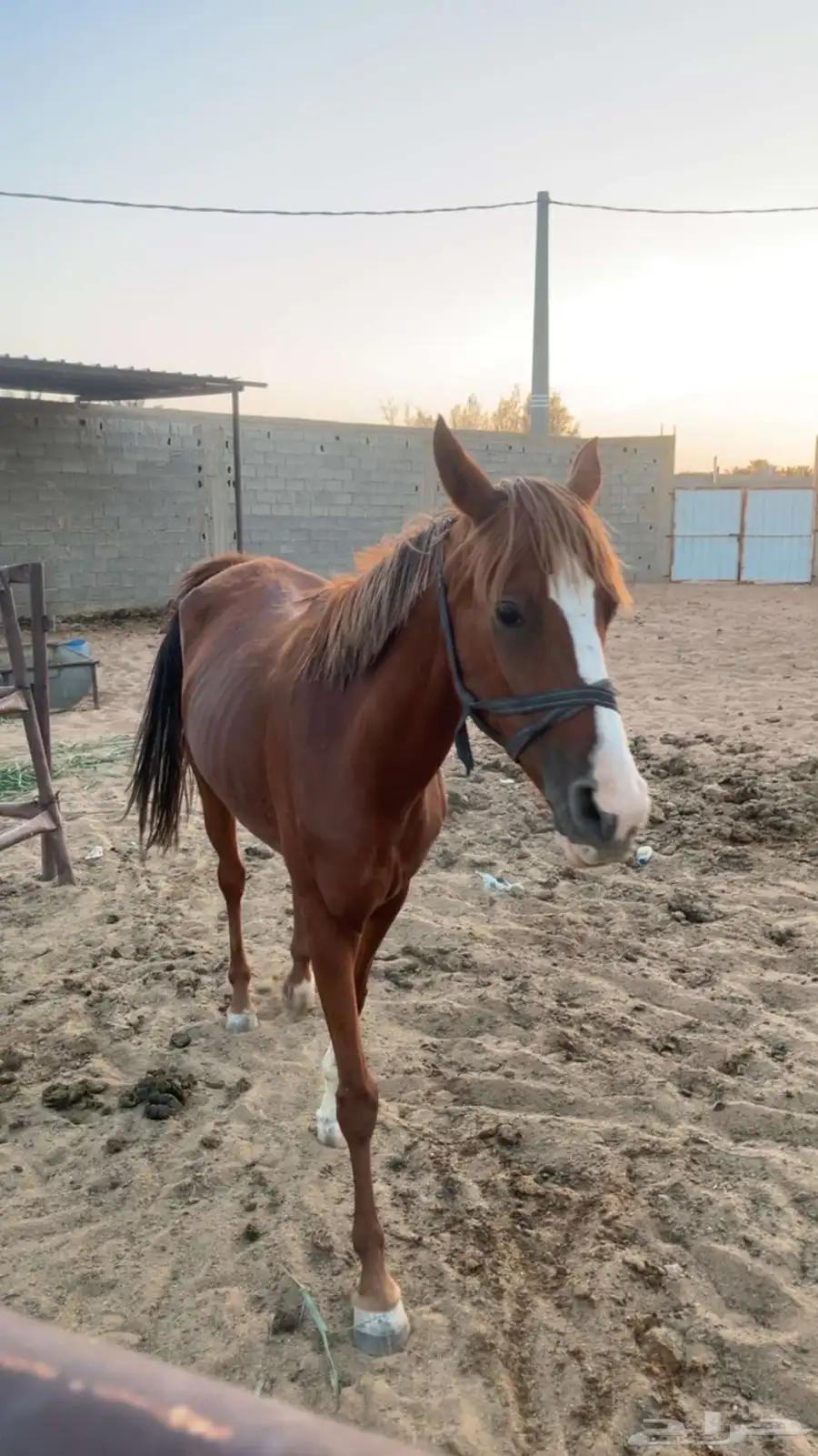 خيل 5