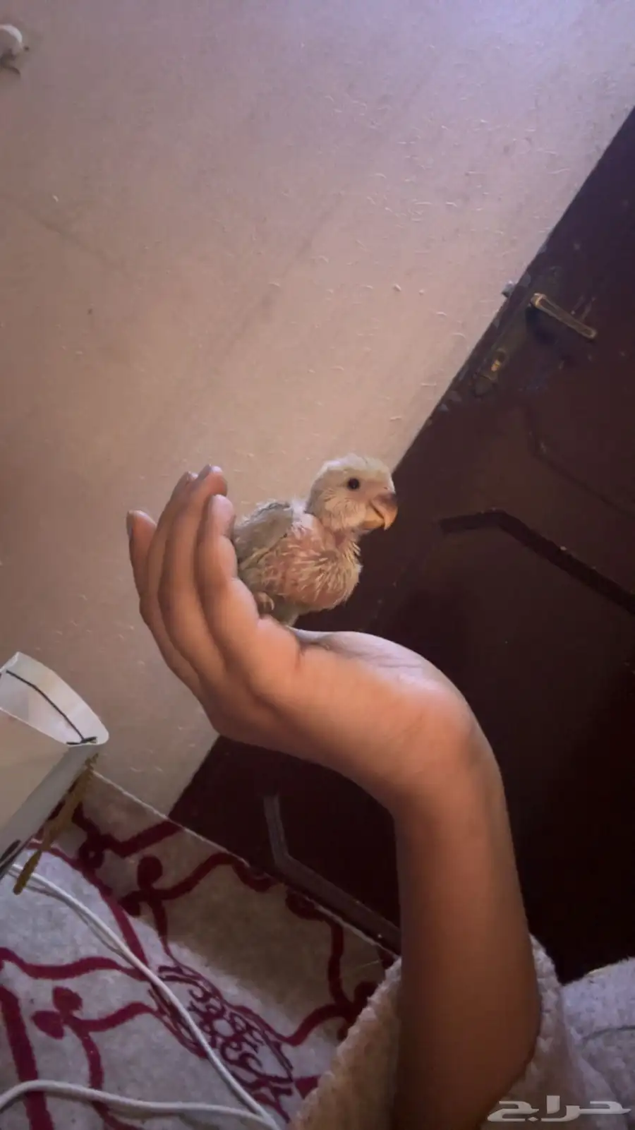رجال المع 1