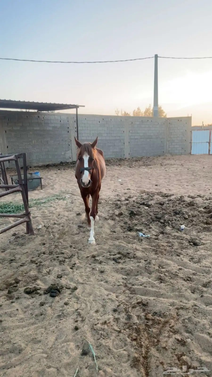 خيل 7