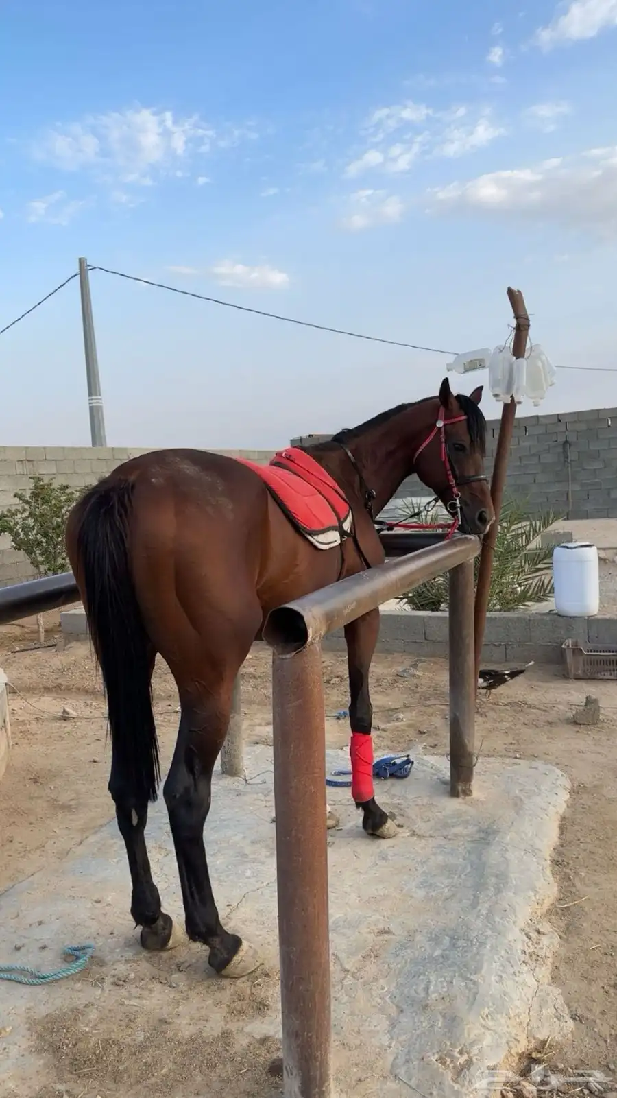 احصان 4