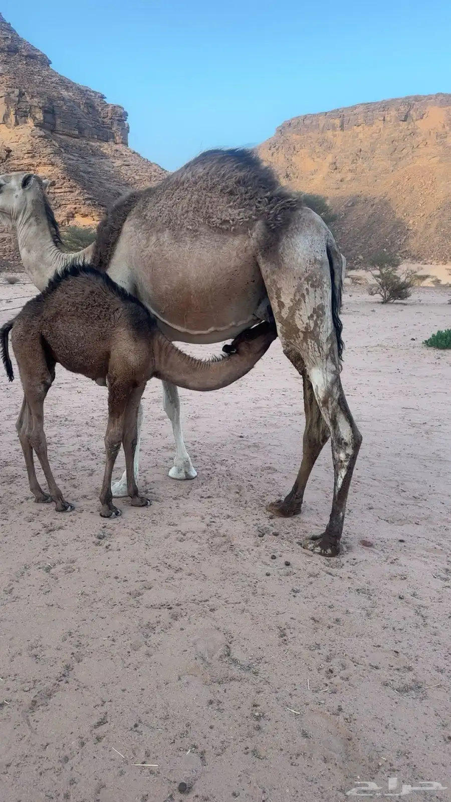 سلام عليكم عرض حشوان كفوا 0