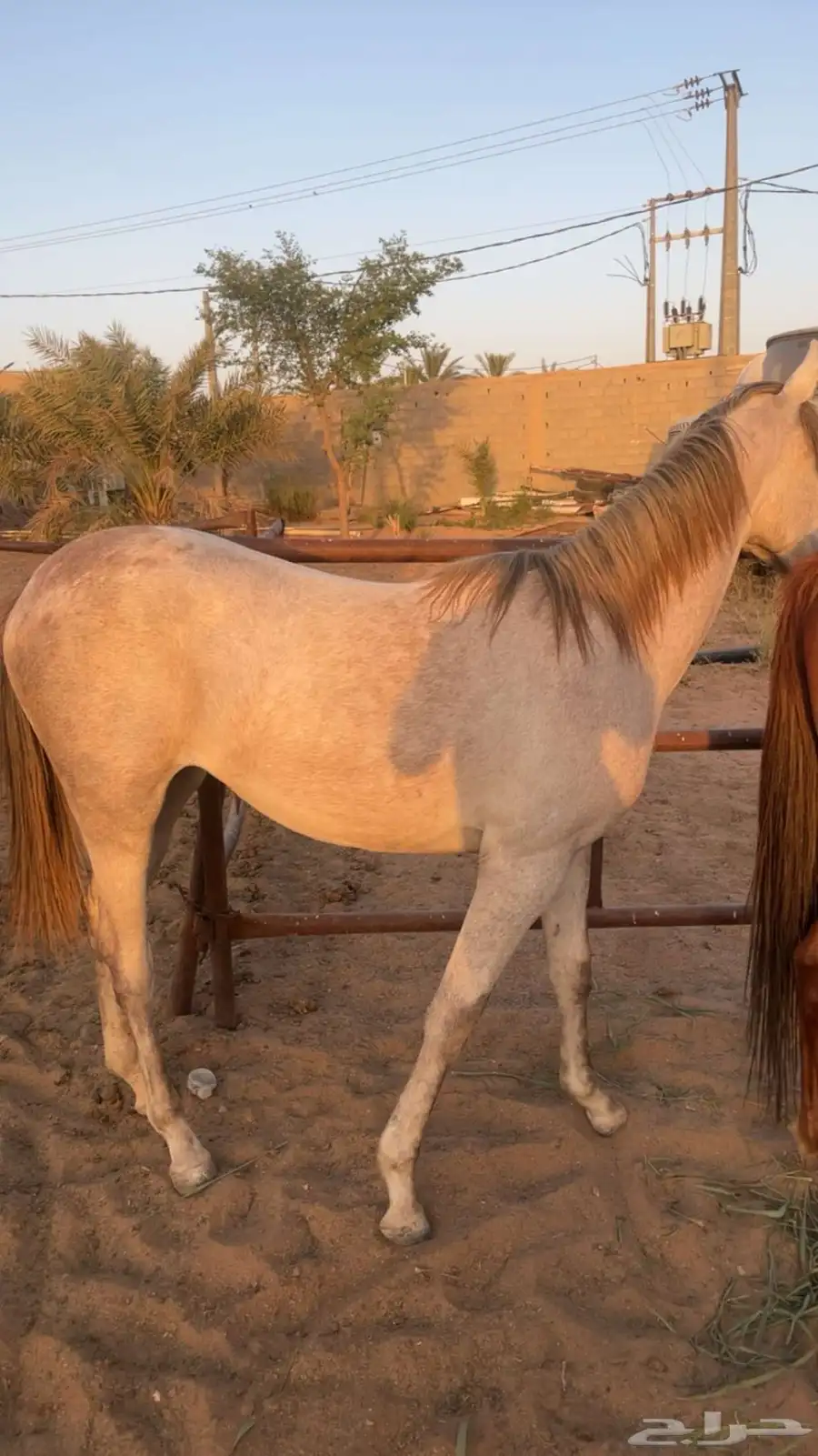 خيل 3