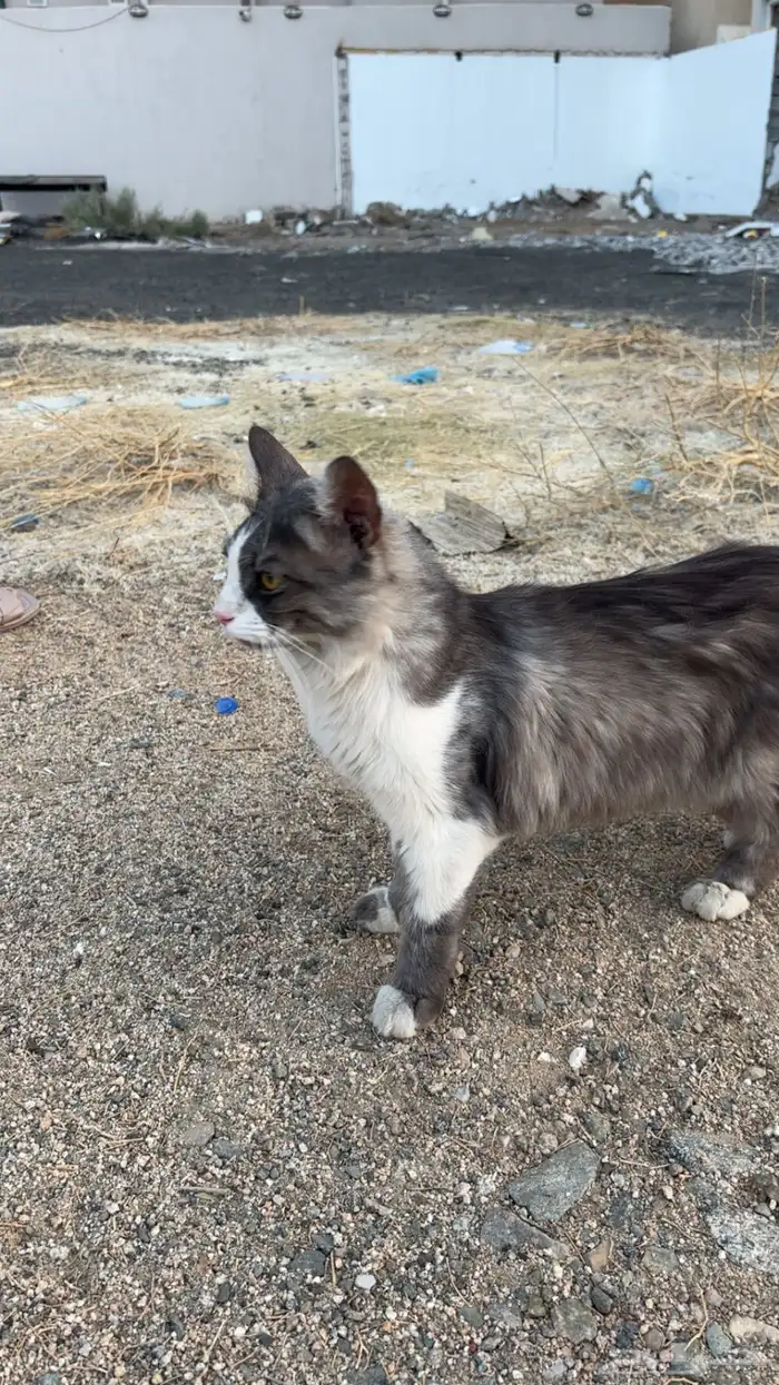 بسة ضايعه بالعسيلة 3