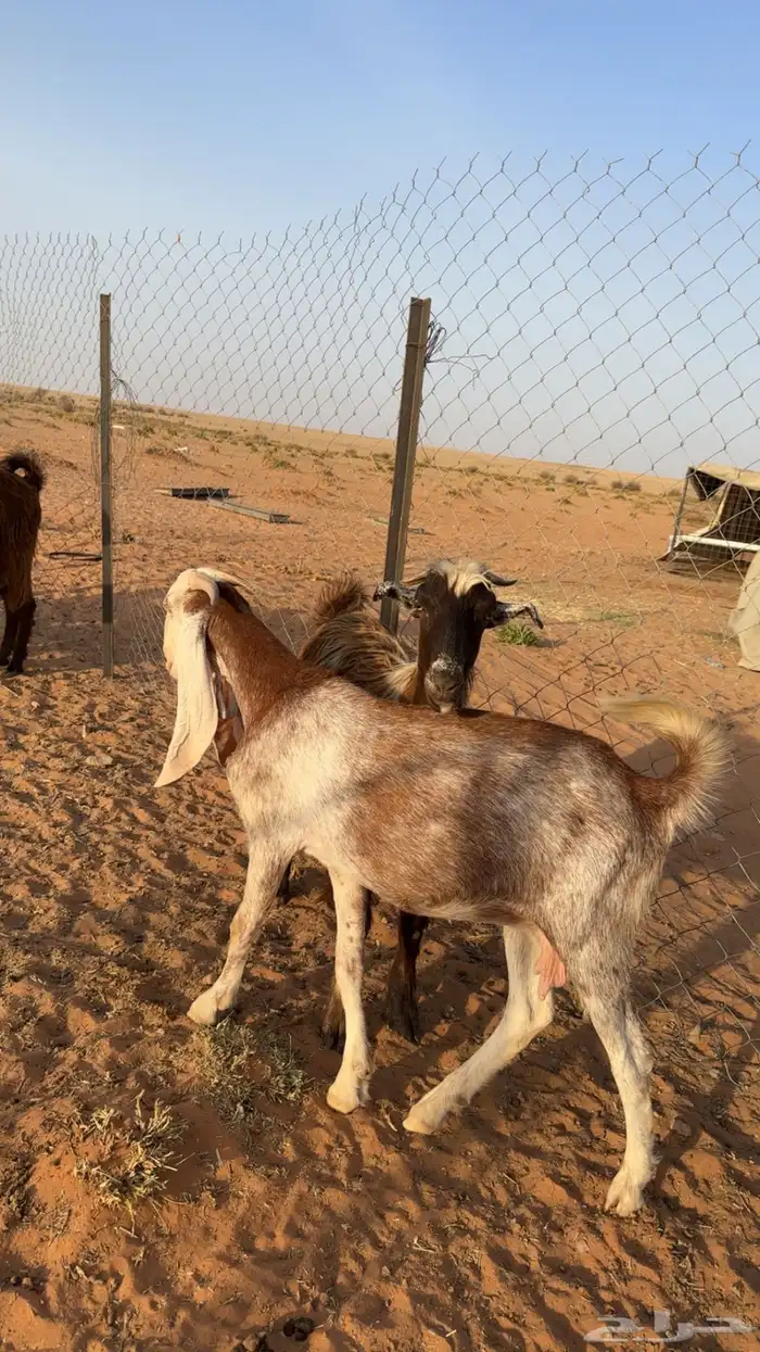 معزاء اشباب 6