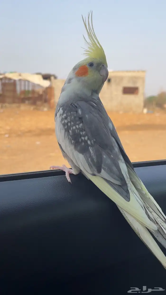 ببغاء كروان متكلم 3