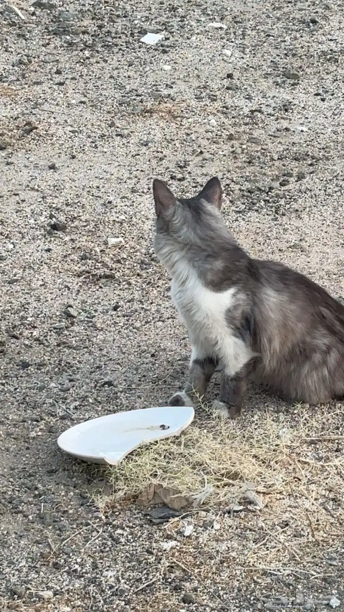 بسة ضايعه بالعسيلة 0