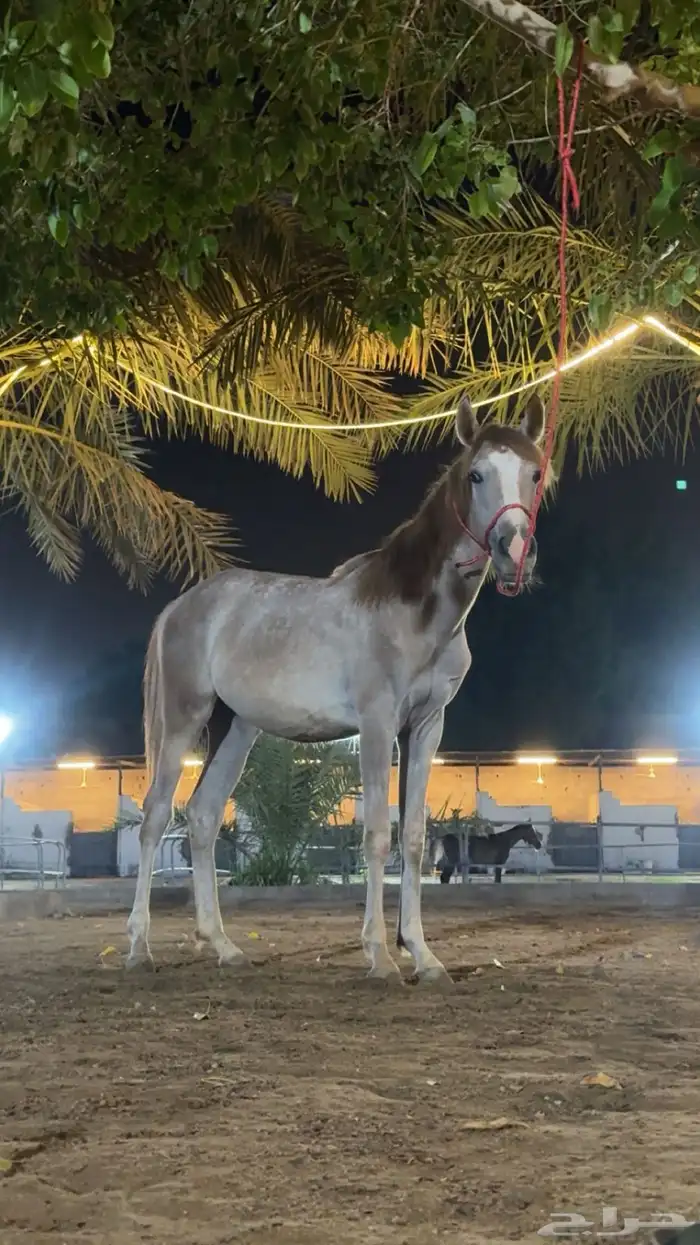 مهره واهو مكس جزيري سرعه 0