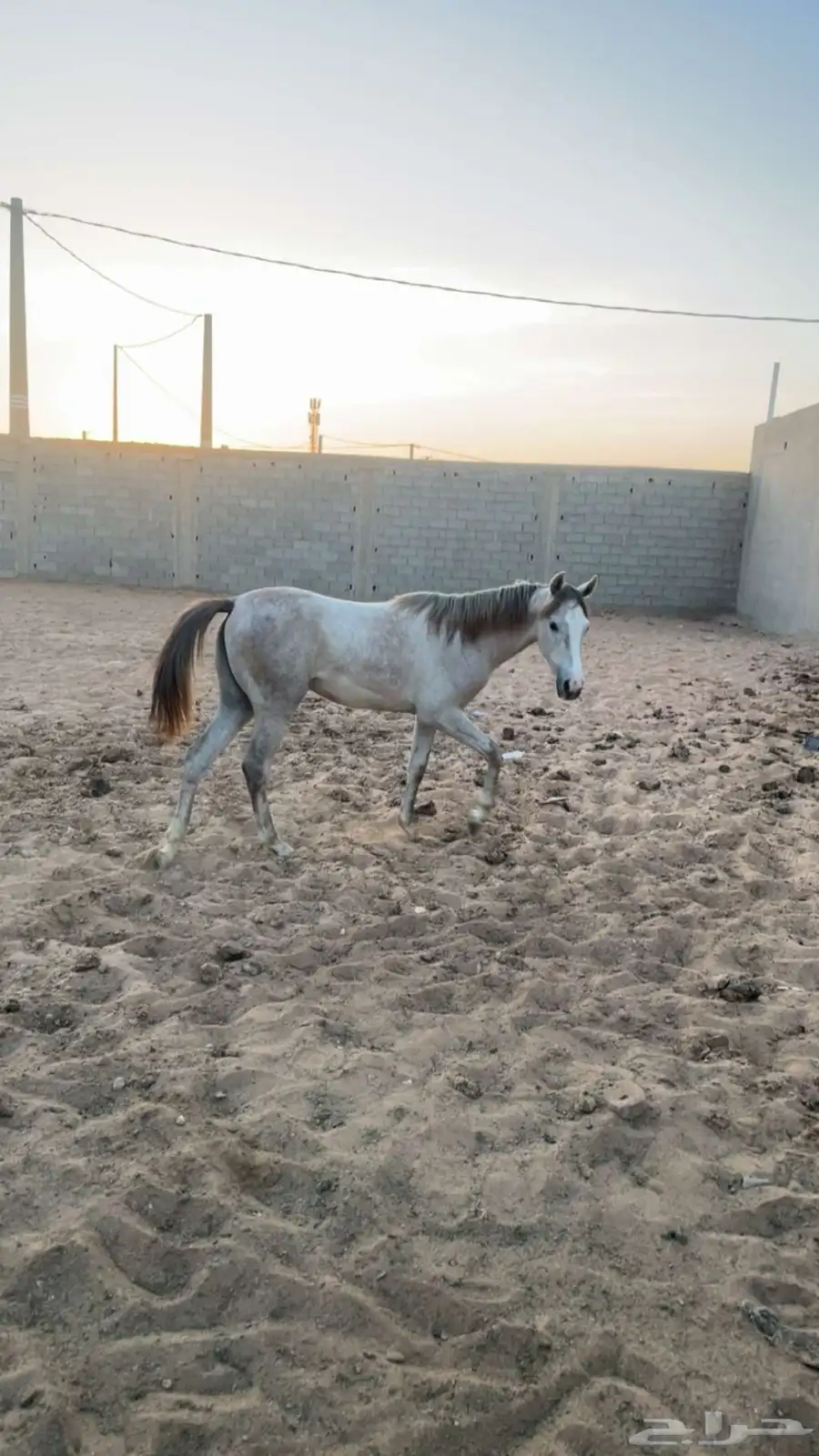 خيل 10