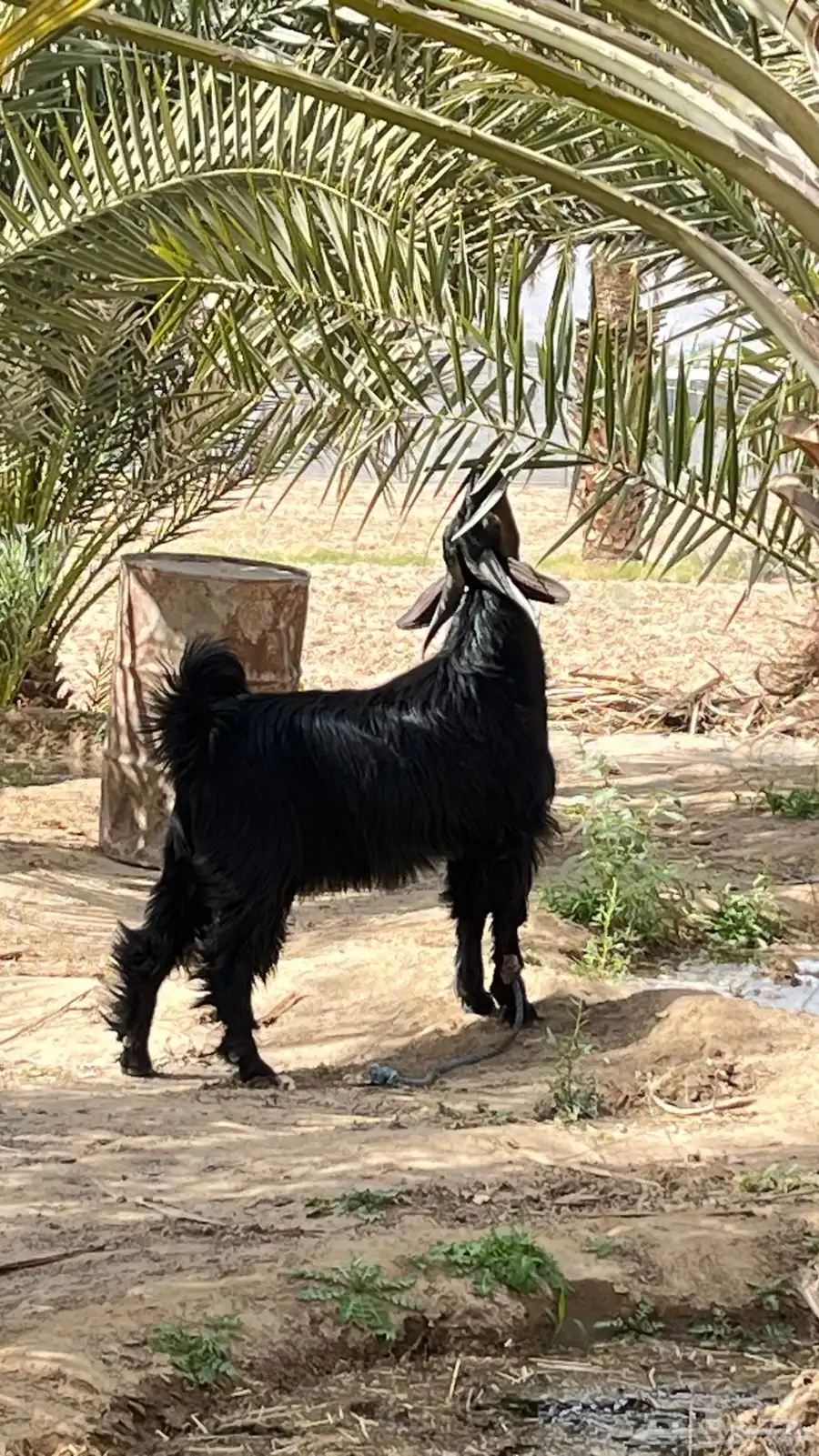 مشروع تيس ادغس 1