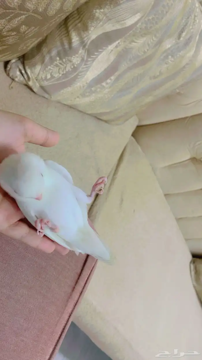 روز اليف 1