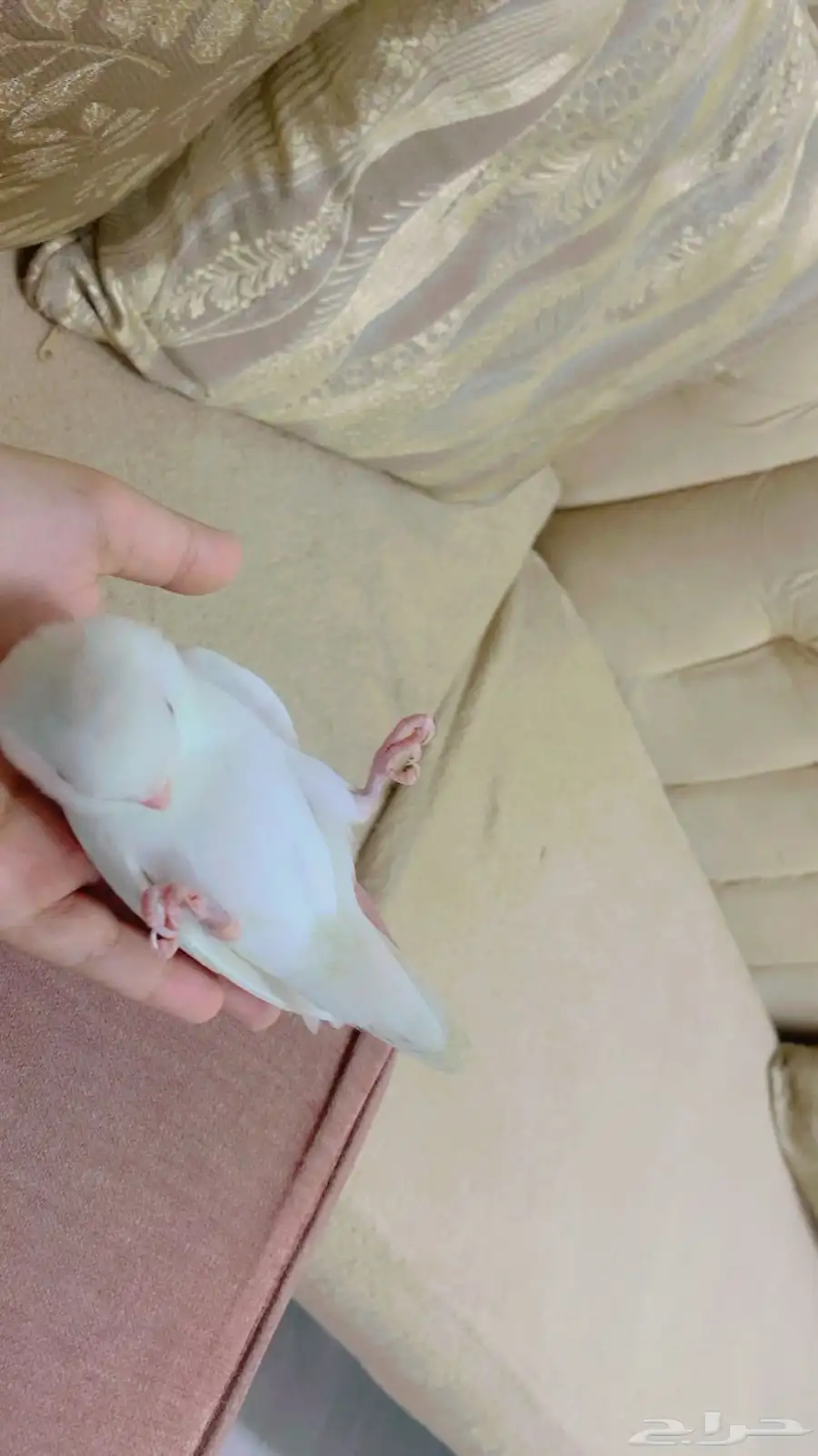 روز اليف 1