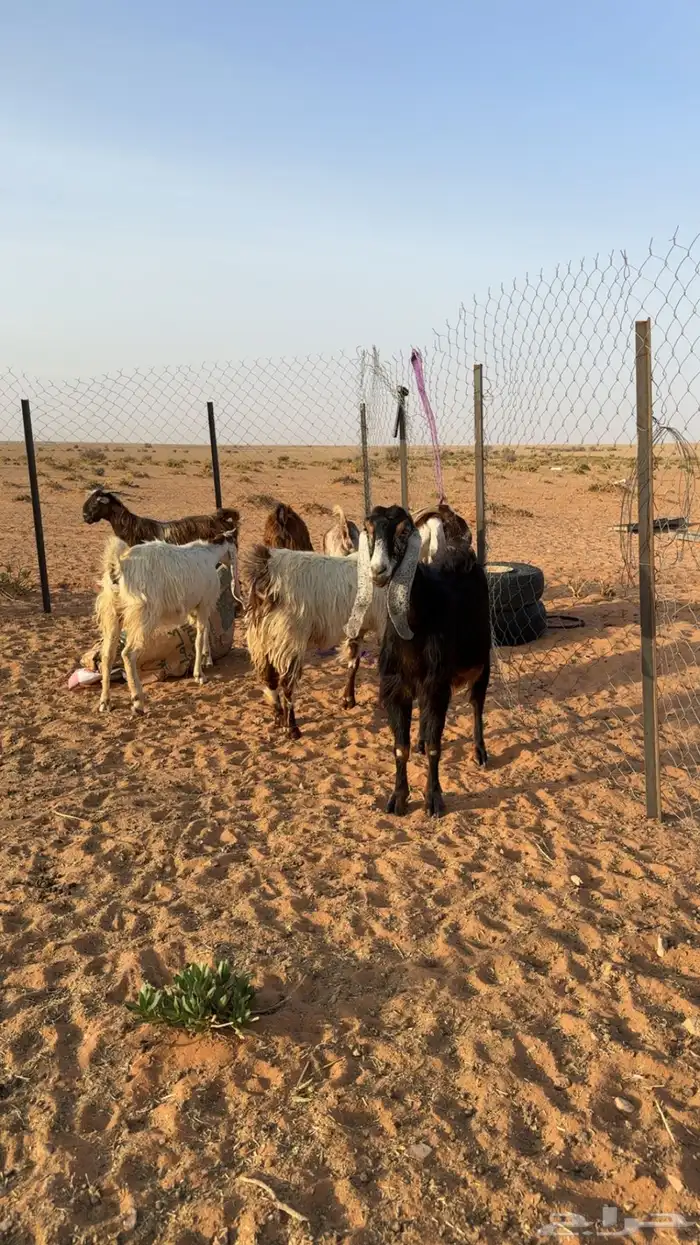 معزاء اشباب 2