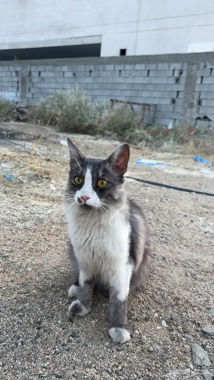 بسة ضايعه بالعسيلة 1