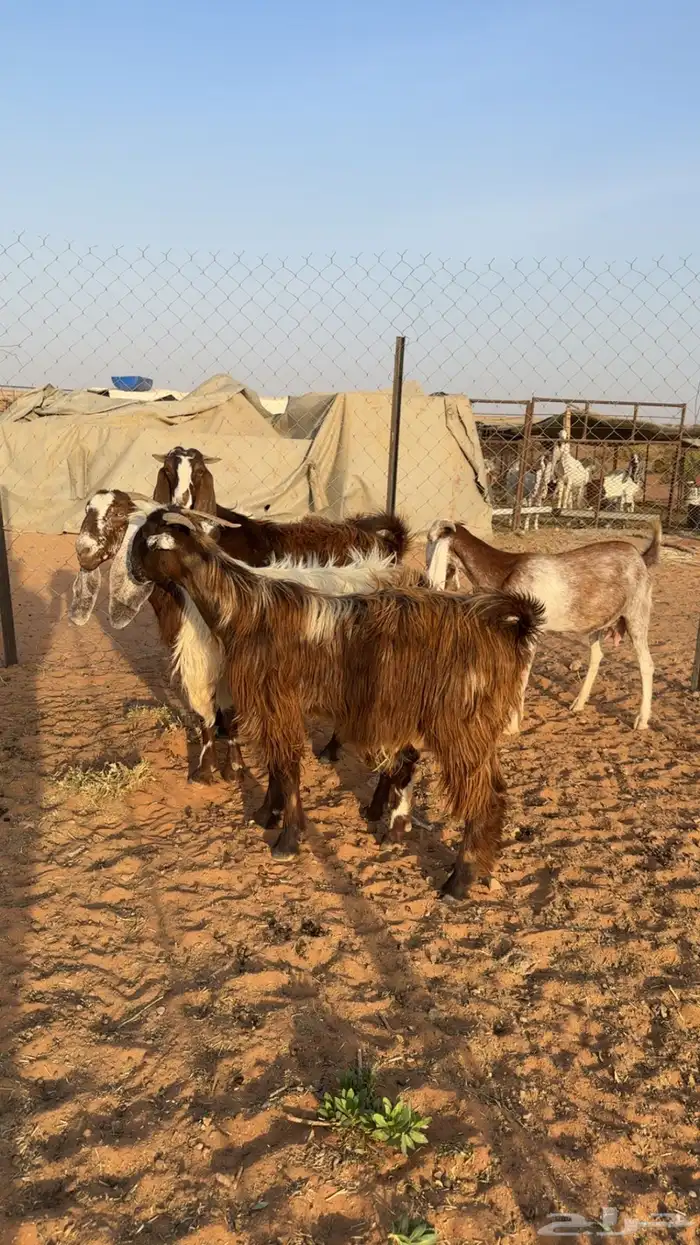 معزاء اشباب 0