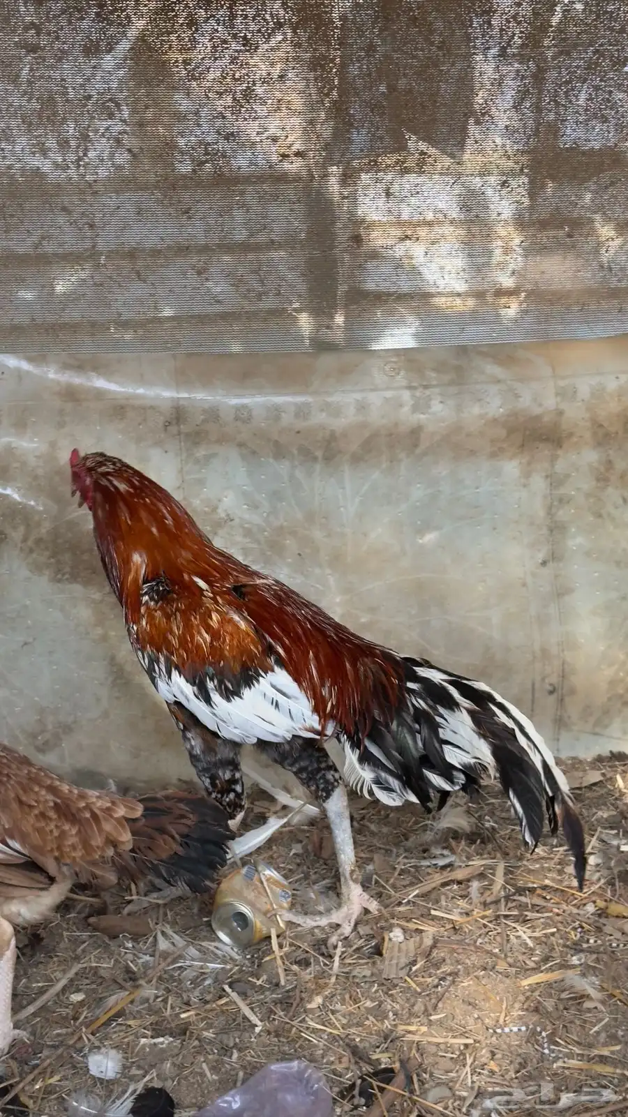 ديك سندي 1