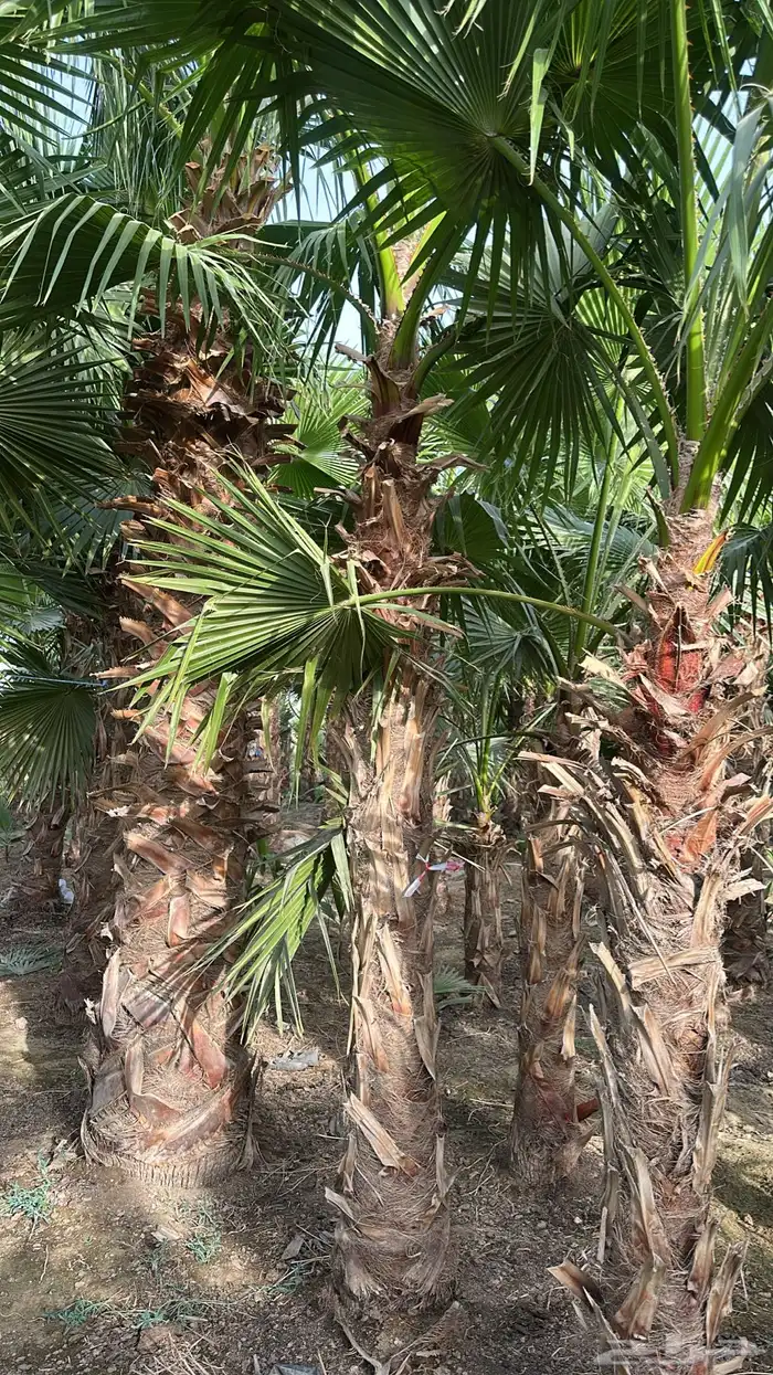 نخل واشنطونيا نخل زينه نخل أمريكي 4