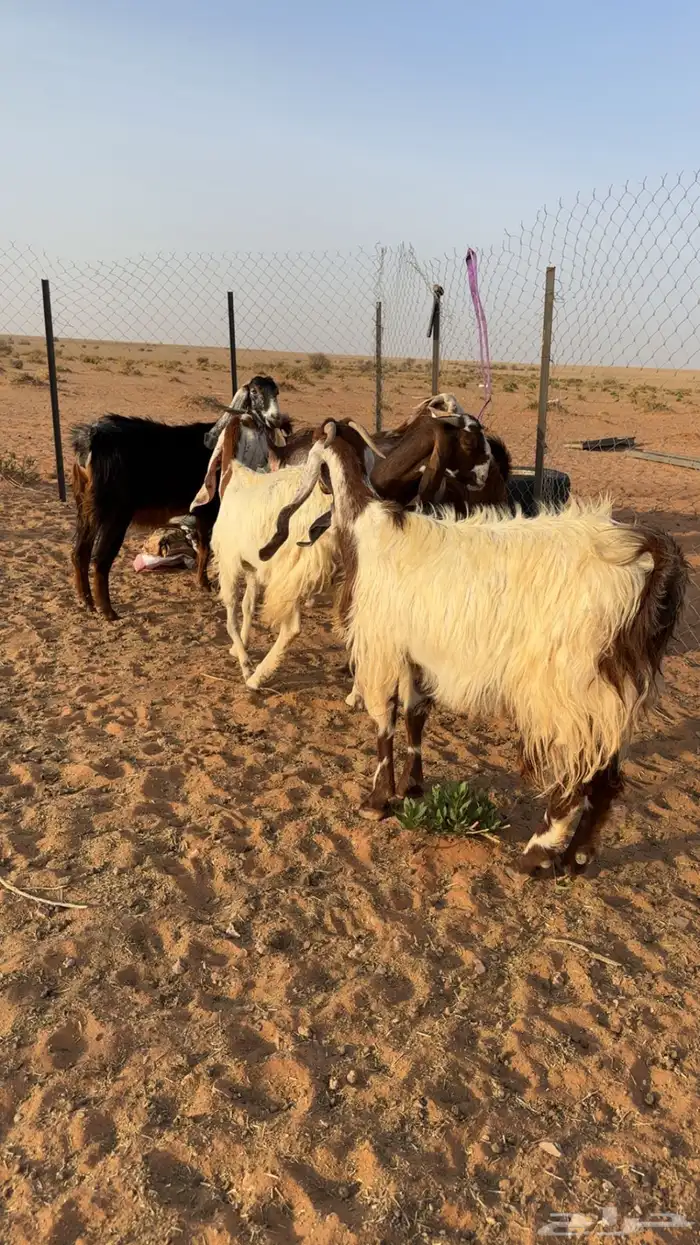 معزاء اشباب 3