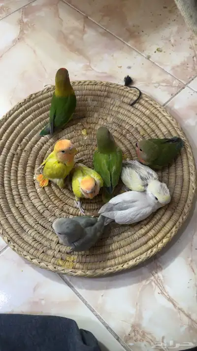فروخ روز 0