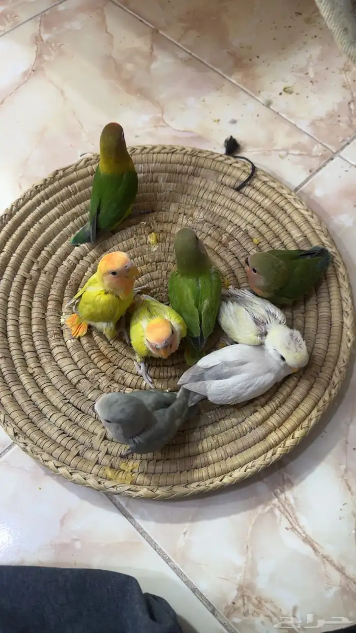 فروخ روز 0