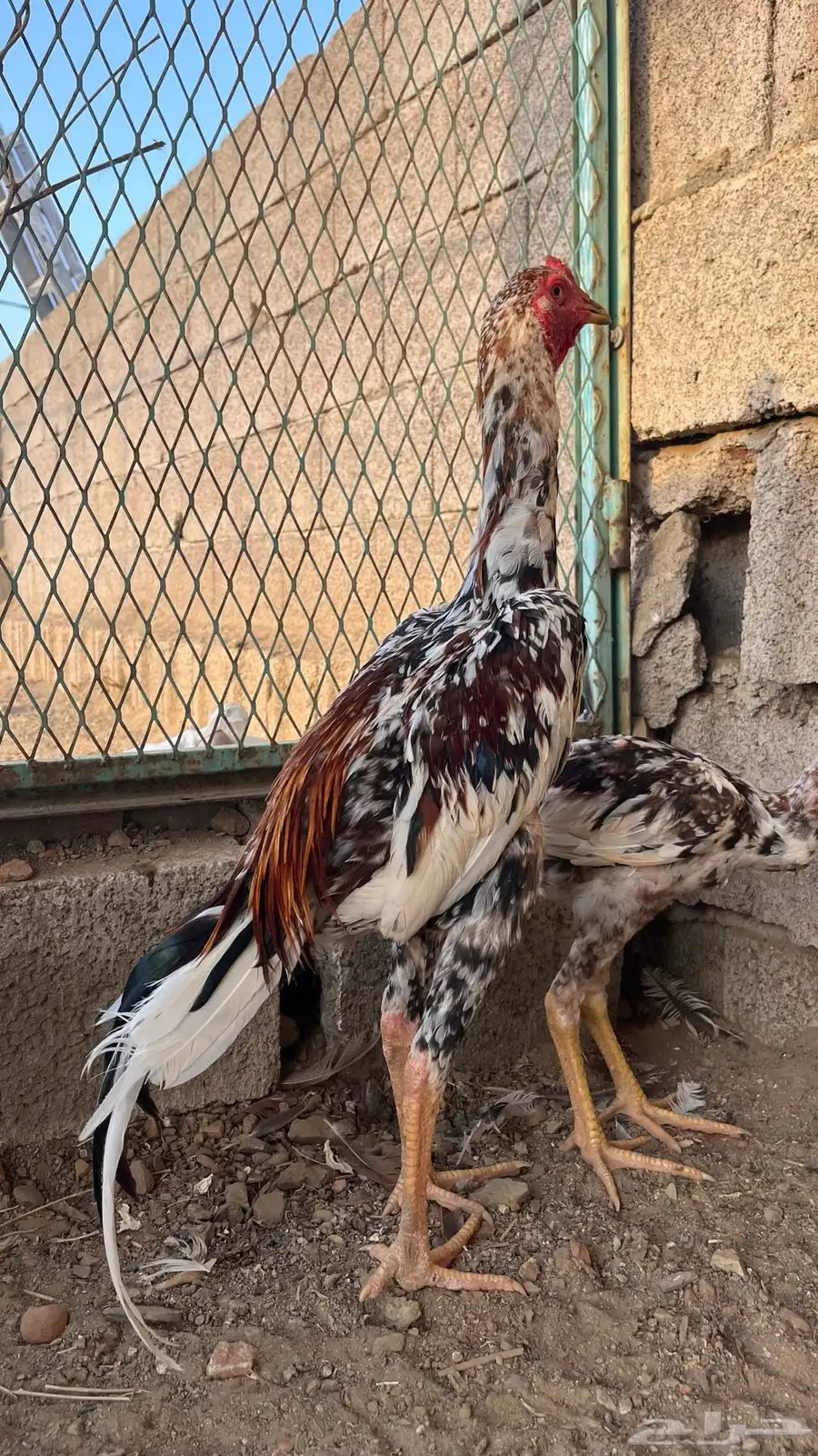 ديك سندي 2