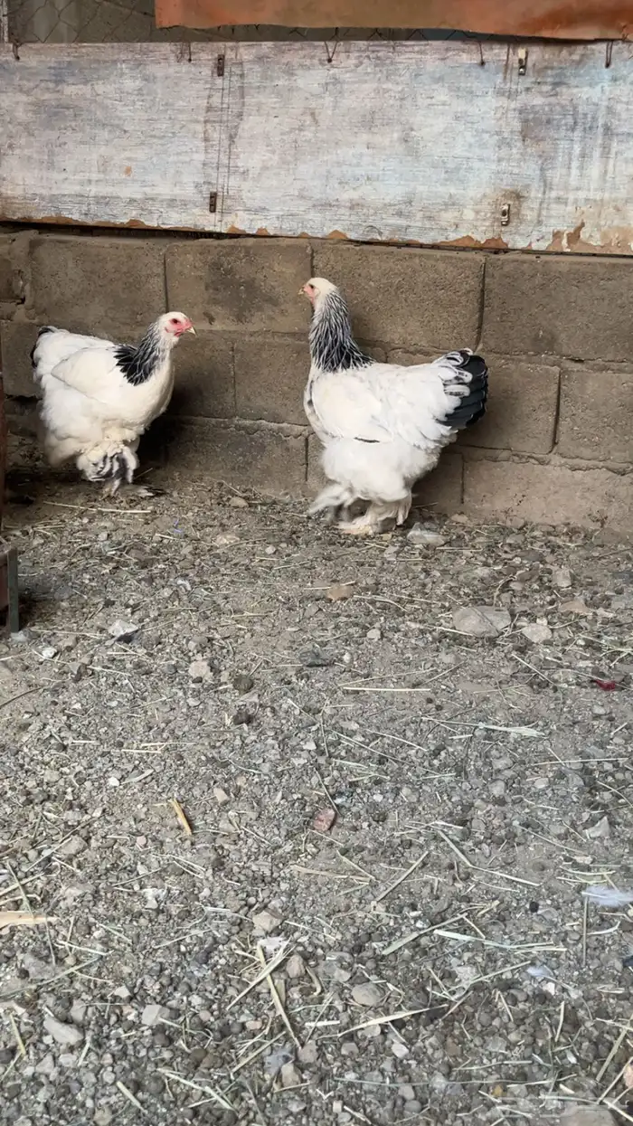 براهما كلومبي 1