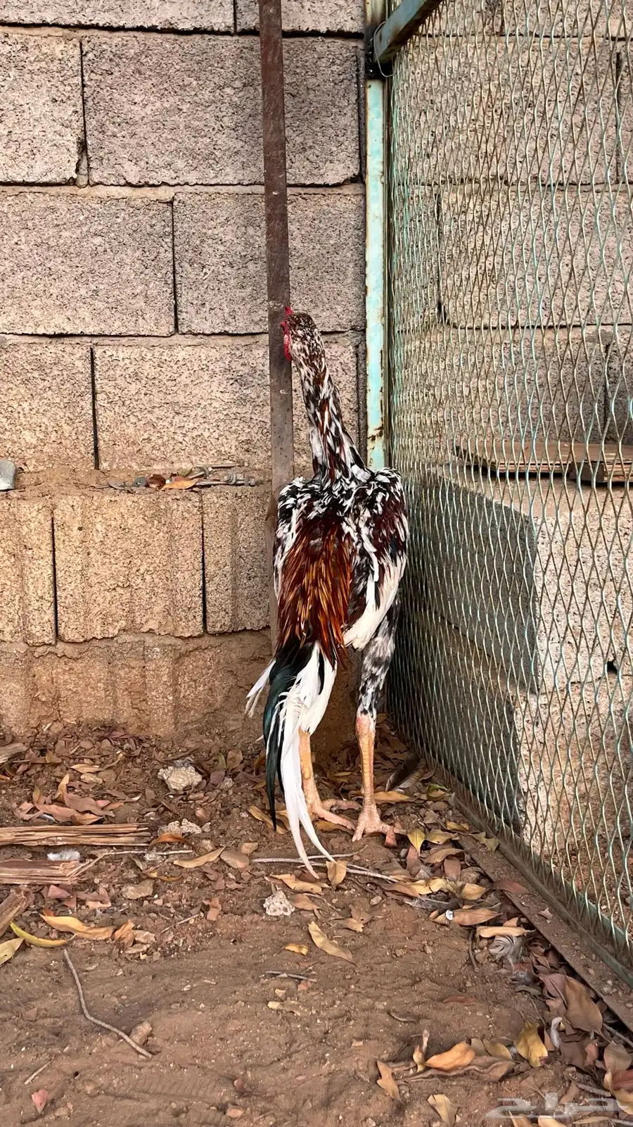 ديك سندي 1