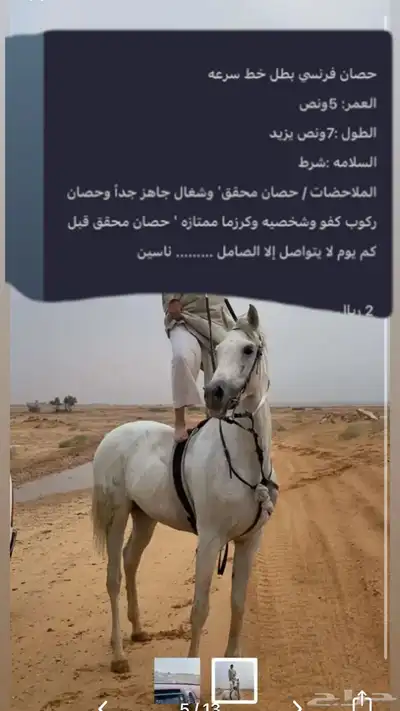 حصان طرب وسبوق محقق بيع عجل 0