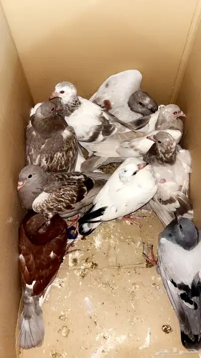 زغاليل حمام للبيع الموقع رفحاء مذبوح وجاهز السعر 35 5