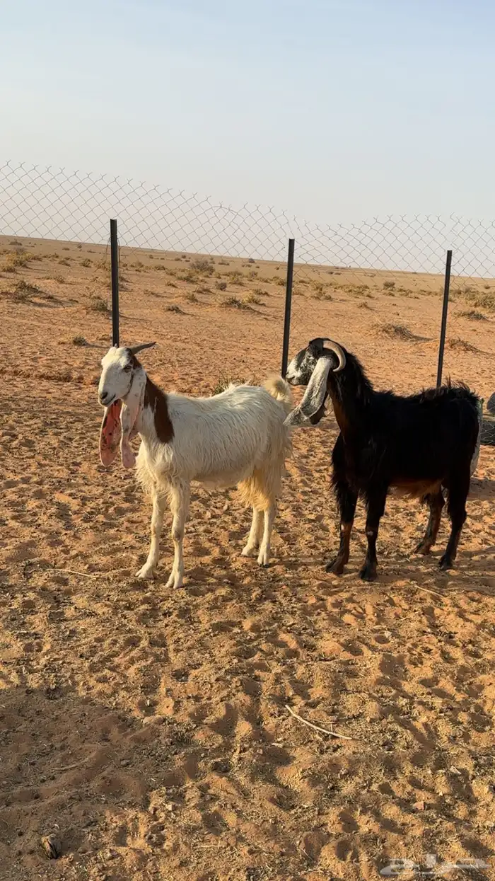 معزاء اشباب 4