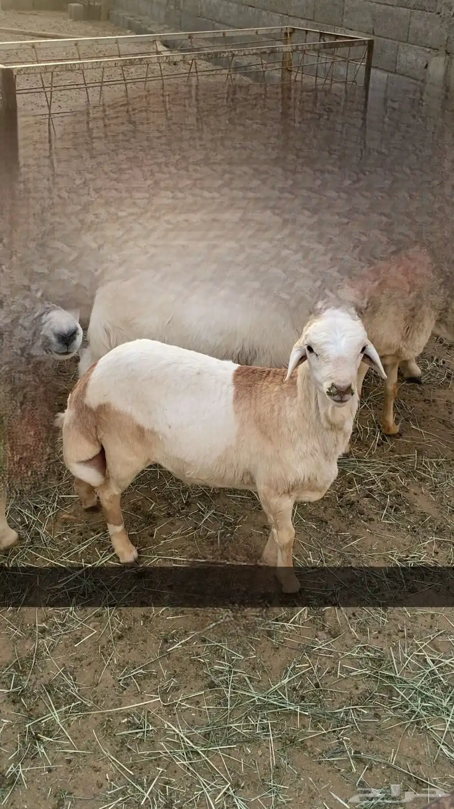 طلي 0