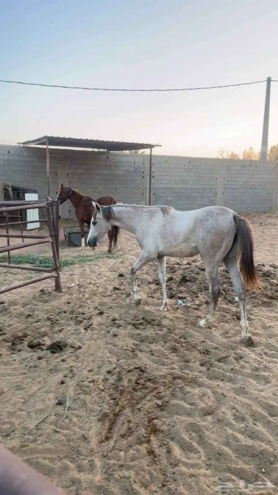 خيل 9