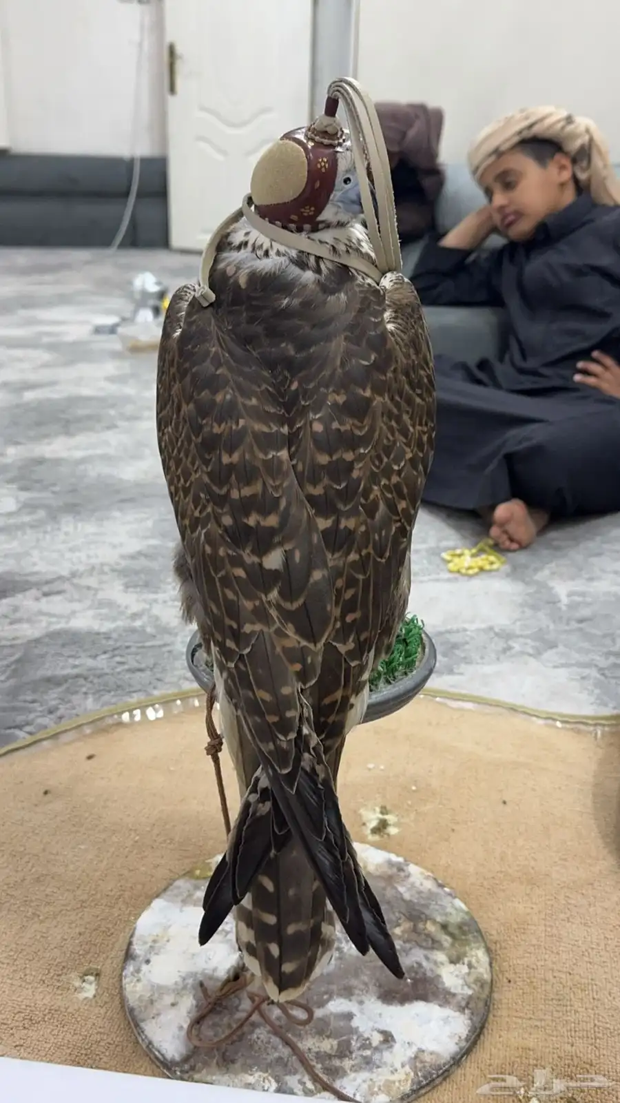 طير حر للبيع 1