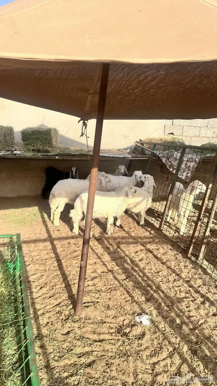 طليان حريه 0