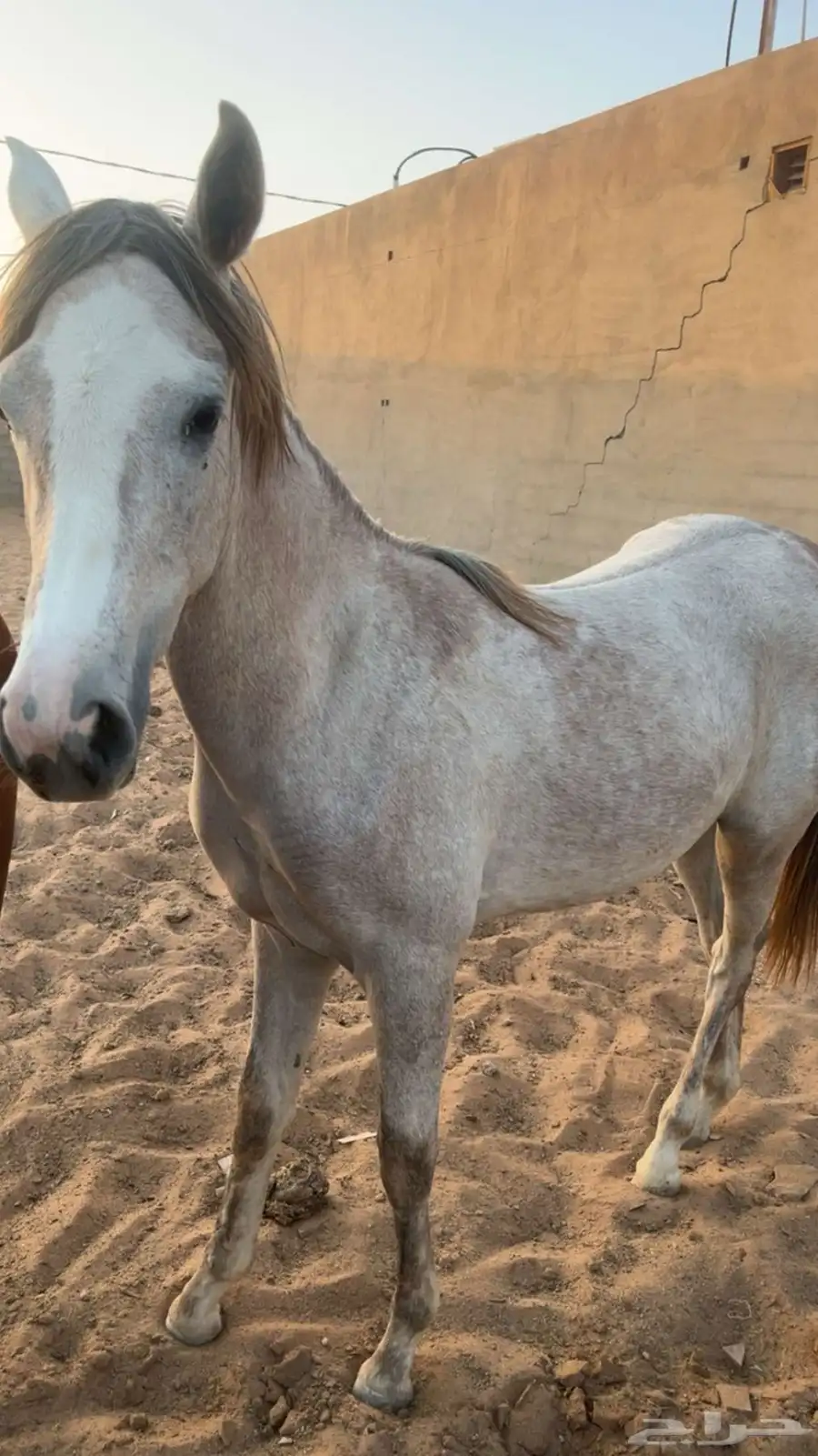 خيل 8