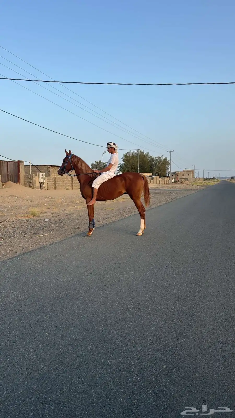 حصان واهو 3