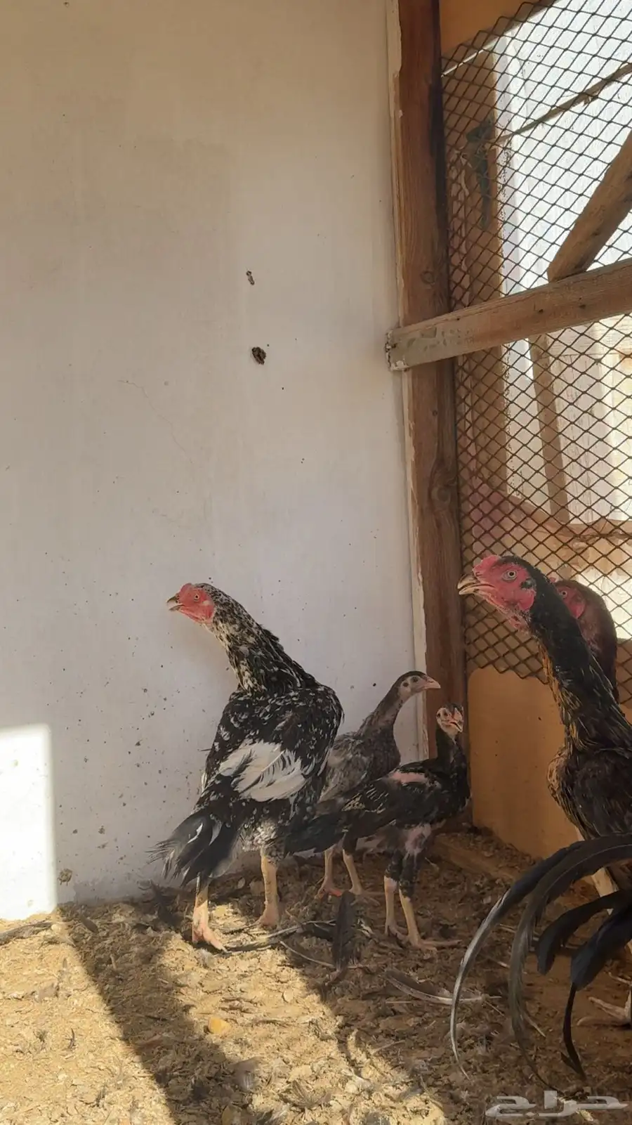 دجاج بكستاني 1