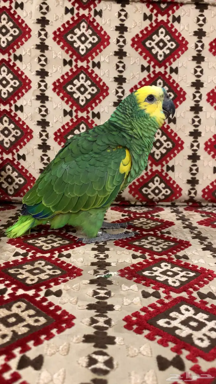 فرخ بلوفرنتد جاكوو تم البيع 2