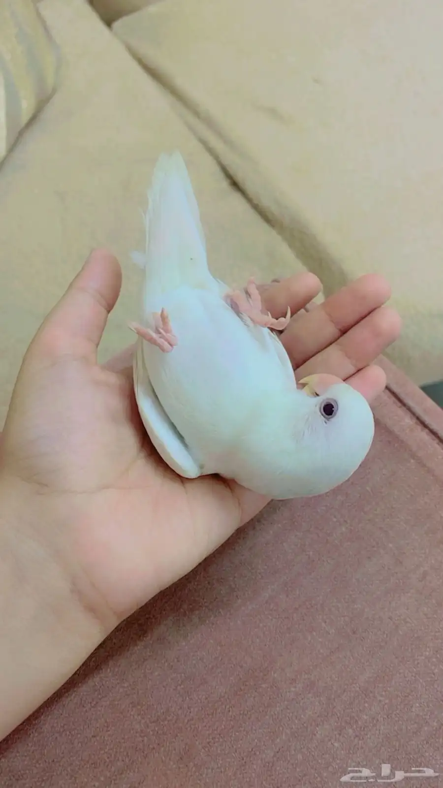 روز اليف 0