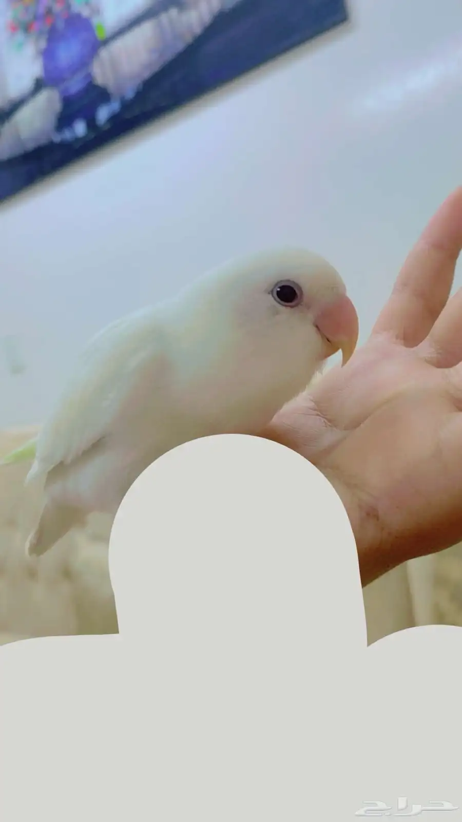 روز اليف 4