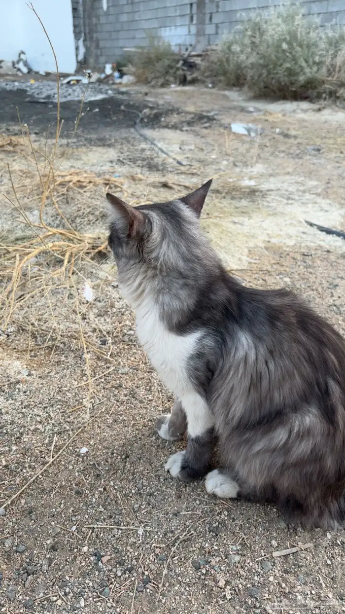 بسة ضايعه بالعسيلة 4