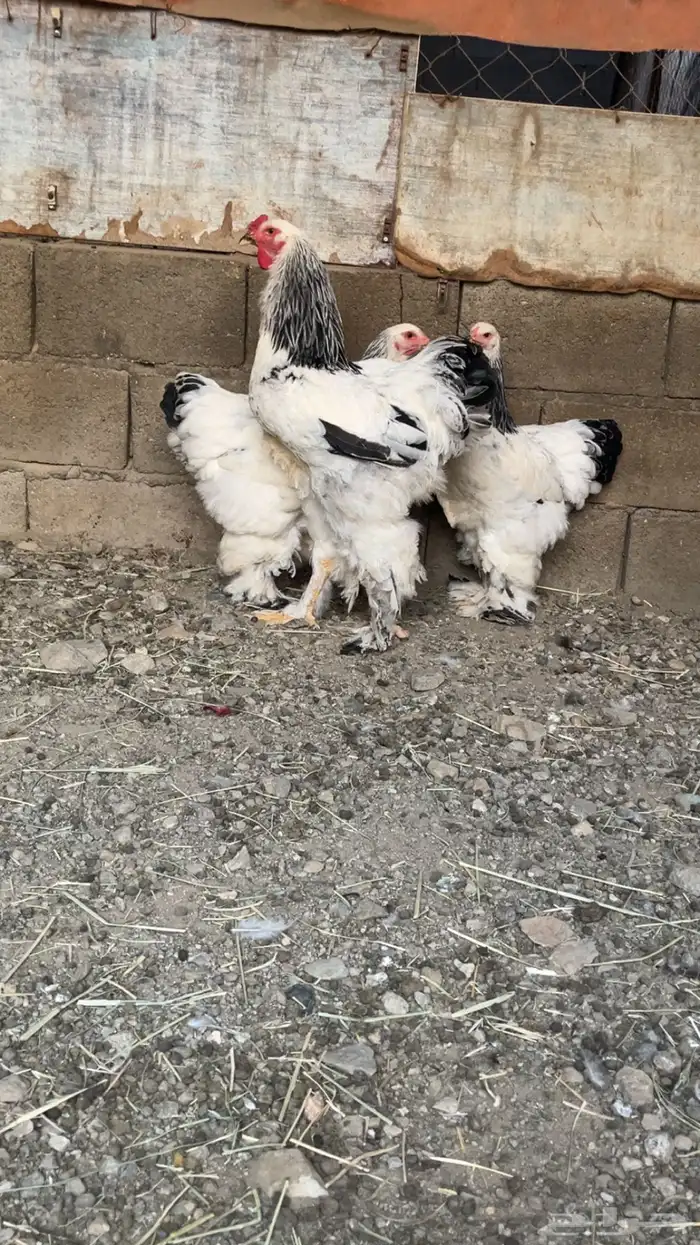 براهما كلومبي 0