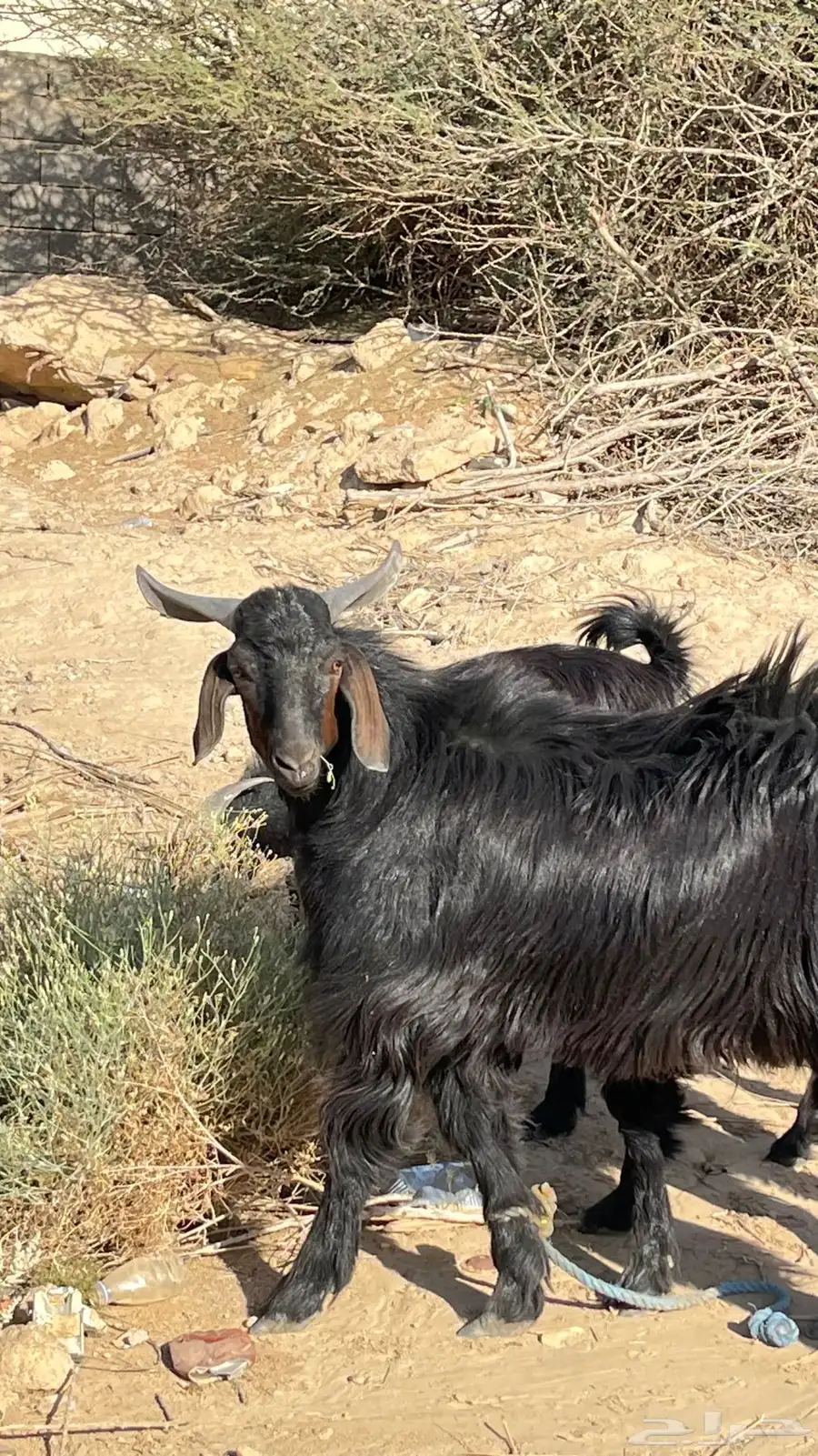 مشروع تيس ادغس 0