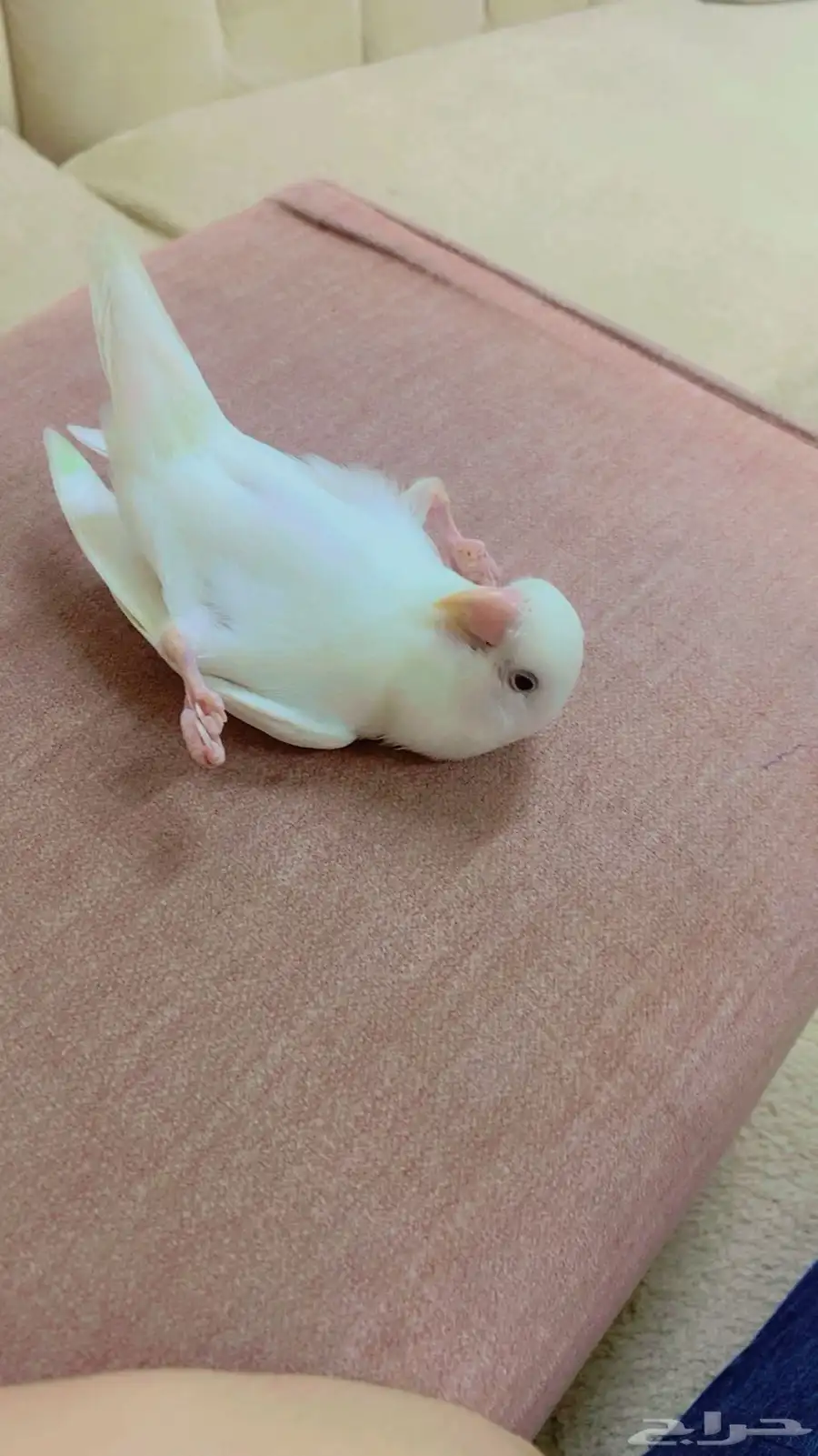 روز اليف 3